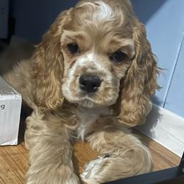 Blue Collar - Buff male Cocker Spaniel puppy in Cleveland, Ohio from Buckeye Country Kennel