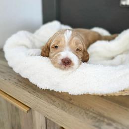 Cosmo - Red  male Goldendoodle puppy in Moses Lake, Washington from Macy Meadows Doodles