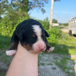 Green - Black rust and white male Bernese Mountain Dog puppy in North Grove, Indiana from J&F Country Canines
