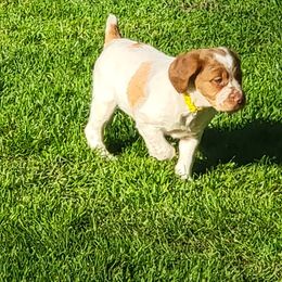 Brittany puppies from Wind Mountain Kennels