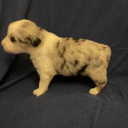 Sharpay - Blue merle female Australian Shepherd puppy in Hammond, Louisiana from Gold Ring Australian Shepherds