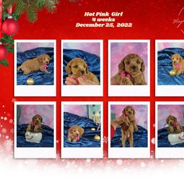 Poodle Puppies from Majestic Embrace