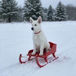 Red Collar  (Ace) - male Berger Blanc Suisse puppy in Rice Lake, Wisconsin from Windswept White Swiss Shepherds