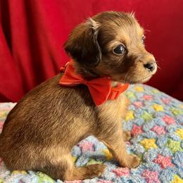 Prague Ratter Puppies from North Star Gem’s Prague Ratters