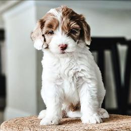 Riptide - Parti male Goldendoodle puppy in Punta Gorda, Florida from Transformation Acres Goldendoodle