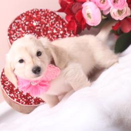 Valentine - Cream female Dachshund puppy in Woodbine, Georgia from Walker's Minidachs