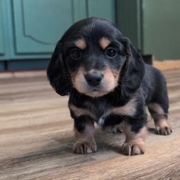 Ham Hock - Black and tan female Dachshund puppy in Spring Hope, North Carolina from Hogan’s Lowrider Hounds