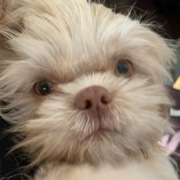 Cheeto Puff - Shih Tzu