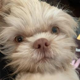 Cheeto Puff - Shih Tzu