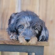 Girl 2 - Merle Double Doodle puppy in Prineville, Oregon from Black Canyon Doodles