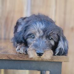 Girl 2 - Merle Double Doodle puppy in Prineville, Oregon from Black Canyon Doodles