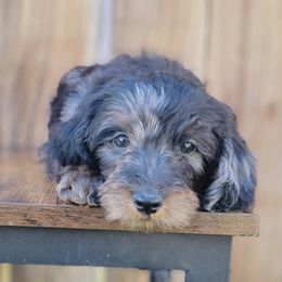 Girl 2 - Merle Double Doodle puppy in Prineville, Oregon from Black Canyon Doodles