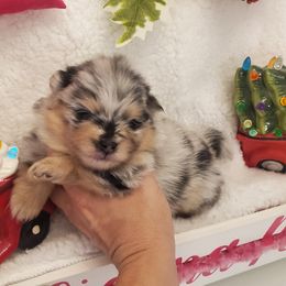 Girl - Blue merle Pomeranian puppy in Fort Lauderdale, Florida from El'Cienna Poms