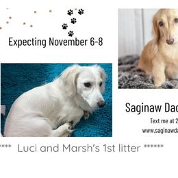 Dachshund puppies from Saginaw Dachshunds