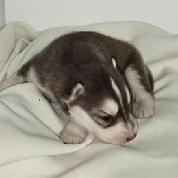 Independence - Red and white male Siberian Husky puppy in Kansas City, Missouri from Anuun's Huskies
