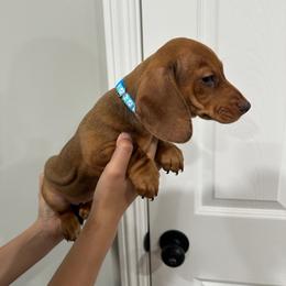 Bruno - Dapple male Dachshund puppy in Modesto, California from Raws Doxies