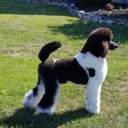 Poodle puppies from N'Co. Parti Poodles