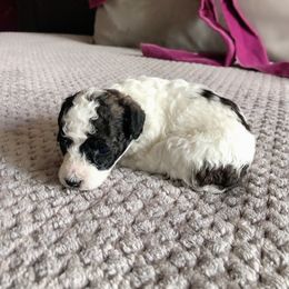Mark Antony - Parti male Poodle puppy in Jersey City, New Jersey from Tuts Pups Cafe