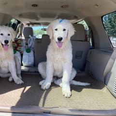 Bleu - male Maremma Sheepdog puppy in Kings County, California from Prancing Pony Farm Maremma Sheepdogs