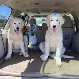 Bleu - male Maremma Sheepdog puppy in Kings County, California from Prancing Pony Farm Maremma Sheepdogs