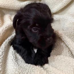 Moose - Black and tan male Yorkshire Terrier puppy in Lakeland, Florida from You Me & The Yorkies
