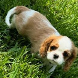 Simon - Cavalier King Charles Spaniel puppy from Brian's Cavalier King Charles Spaniels