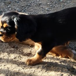 Cavalier King Charles Spaniel Puppies from Cavaliers by Patricia Green