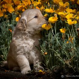 Boy 1 - male Golden Retriever puppy in Palmdale, California from AmazingK9s