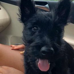 Scottish Terriers from TT&T Scotty’s