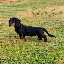'Ember' Salt of the Earth's Equipped to Ignite ML - Black and tan female Dachshund puppy in Zebulon, North Carolina from Salt of the Earth Dachshunds