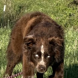 Red - Australian Shepherd