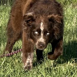 Red - Australian Shepherd