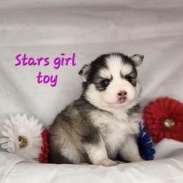 Star girl - Black and white female Pomsky puppy in Isanti, Minnesota from Magnum Pomskies
