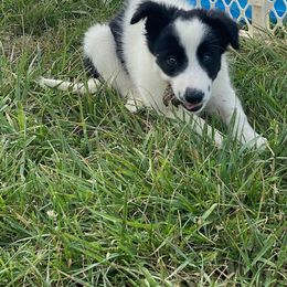 Missis - Border Collie puppy in Maryland from Higher Goals Border Collies