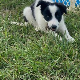 Missis - Border Collie puppy in Maryland from Higher Goals Border Collies