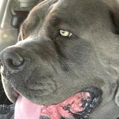 Boerboels from Sterling Built Boerboels