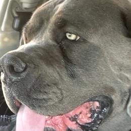 Boerboels from Sterling Built Boerboels
