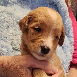 Gold - Apricot male Goldendoodle puppy in Cumming, Georgia from Chattahoochee Kennels