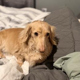 Lemon - Cream female Dachshund puppy in Martinsville, Virginia from Ana’s Beautiful Doxies