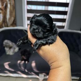 Mimi - Black female Shih Tzu puppy in Azusa, California from RJ Shih Tzu lover
