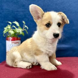 Nickleous - White and red male Pembroke Welsh Corgi puppy in Saint Ignatius, Montana from Rustic Barn Kennels