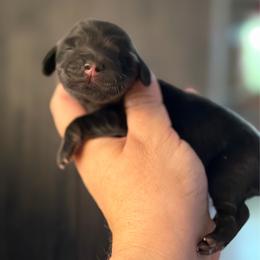 Black and Cream - Black and cream male Dachshund puppy in Harmony, North Carolina from Schuster Haus