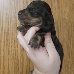 Sage - Black and tan female Dachshund puppy in Pasco, Washington from G & G Kennel