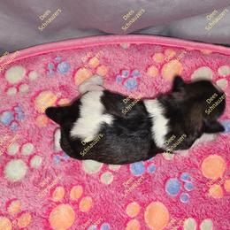 Poppy - Parti female Miniature Schnauzer puppy in Crestview, Florida from Dees Schnauzers