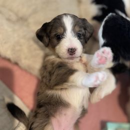 Isadora - Blue merle female Bernedoodle puppy in Forsyth, Illinois from Birdies Mini Bernedoodles