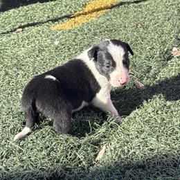 Boy 6 - Black and white male Border Collie puppy in Temecula, California from Joni Gibson's Border Collies
