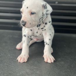 Dalmatian Puppies from Dalmatian Creation