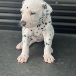 Dalmatian Puppies from Dalmatian Creation