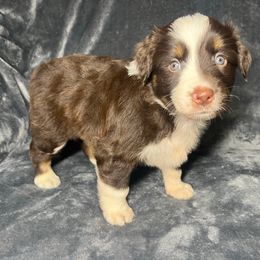 Girl 2 - Red tri female Miniature Australian Shepherd puppy in Alabama from SBA Aussies