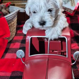 Frosty - White male Miniature Schnauzer puppy in Fountain City, Indiana from Bearded Dynasty Schnauzers